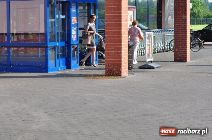 Zdjęcie w galerii na portalu naszraciborz.pl: Rój pszczół pod Lidlem. Interweniowała straż i... pszczelarz wiadomości z regionu