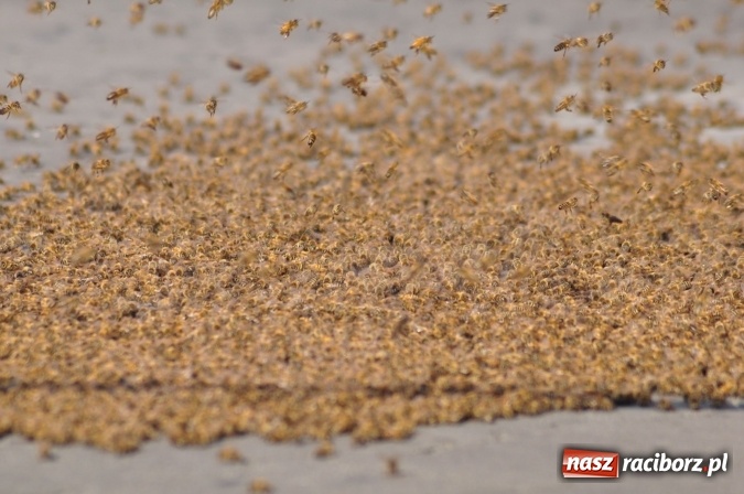 Zdjęcie w galerii na portalu naszraciborz.pl: Rój pszczół pod Lidlem. Interweniowała straż i... pszczelarz wiadomości z regionu