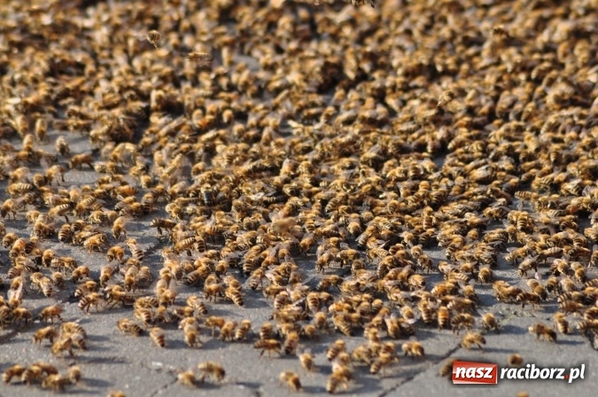 Zdjęcie w galerii na portalu naszraciborz.pl: Rój pszczół pod Lidlem. Interweniowała straż i... pszczelarz wiadomości z regionu