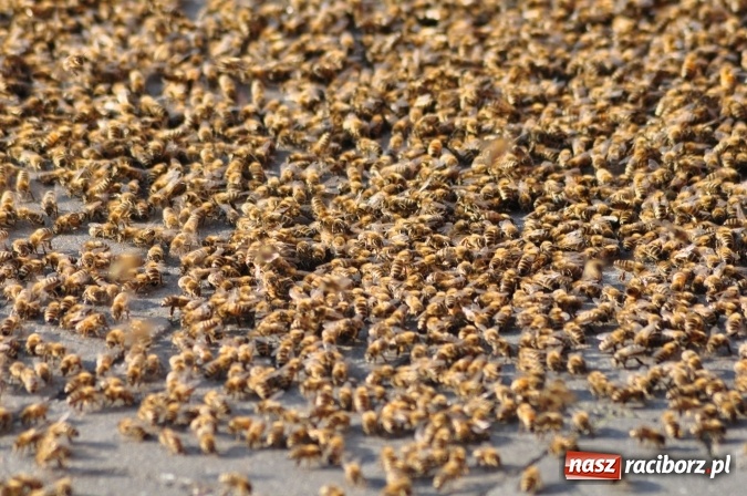 Zdjęcie w galerii na portalu naszraciborz.pl: Rój pszczół pod Lidlem. Interweniowała straż i... pszczelarz wiadomości z regionu
