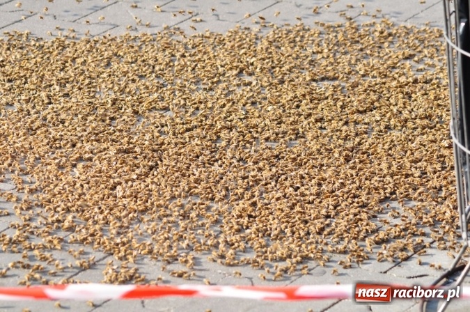 Zdjęcie w galerii na portalu naszraciborz.pl: Rój pszczół pod Lidlem. Interweniowała straż i... pszczelarz wiadomości z regionu