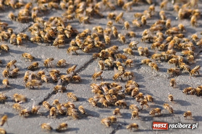 Zdjęcie w galerii na portalu naszraciborz.pl: Rój pszczół pod Lidlem. Interweniowała straż i... pszczelarz wiadomości z regionu
