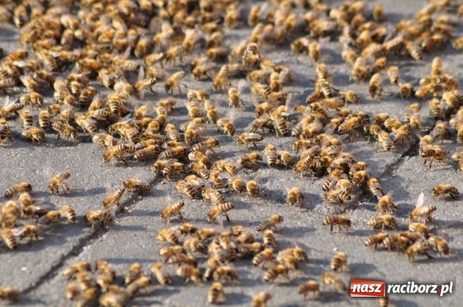 Zdjęcie w galerii na portalu naszraciborz.pl: Rój pszczół pod Lidlem. Interweniowała straż i... pszczelarz wiadomości z regionu