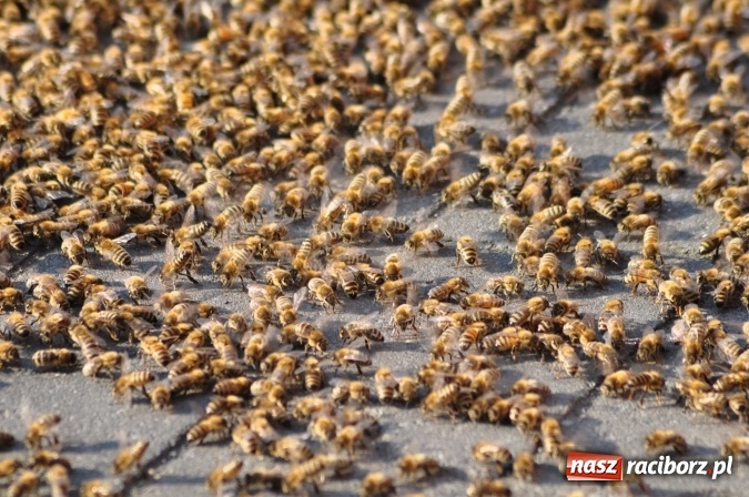Zdjęcie w galerii na portalu naszraciborz.pl: Rój pszczół pod Lidlem. Interweniowała straż i... pszczelarz wiadomości z regionu