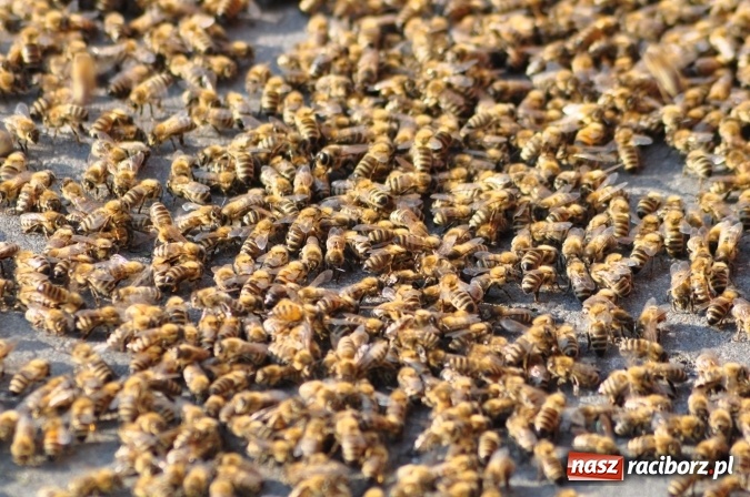 Zdjęcie w galerii na portalu naszraciborz.pl: Rój pszczół pod Lidlem. Interweniowała straż i... pszczelarz wiadomości z regionu