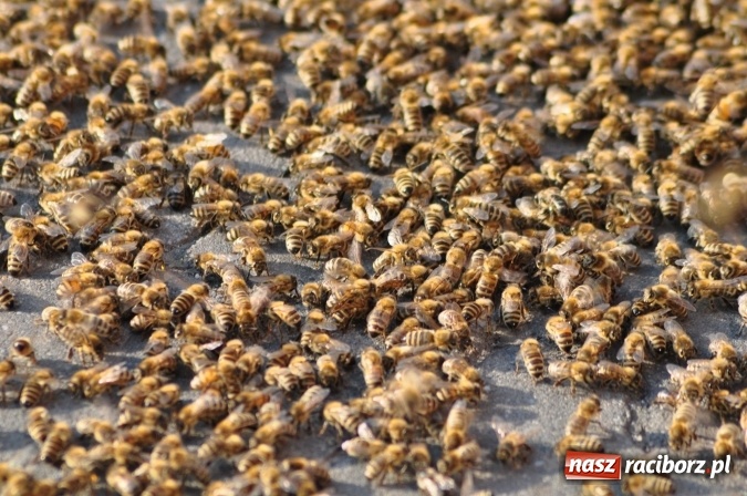 Zdjęcie w galerii na portalu naszraciborz.pl: Rój pszczół pod Lidlem. Interweniowała straż i... pszczelarz wiadomości z regionu