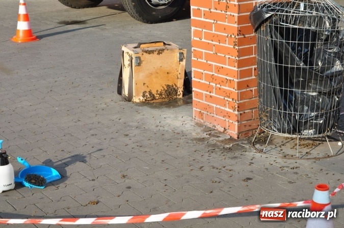 Zdjęcie w galerii na portalu naszraciborz.pl: Rój pszczół pod Lidlem. Interweniowała straż i... pszczelarz wiadomości z regionu