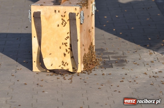 Zdjęcie w galerii na portalu naszraciborz.pl: Rój pszczół pod Lidlem. Interweniowała straż i... pszczelarz wiadomości z regionu