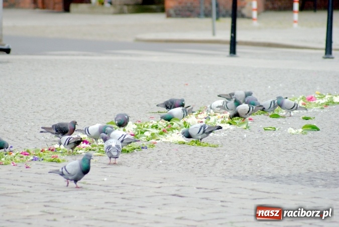 Zdjęcie w galerii na portalu naszraciborz.pl: Procesje Bożego Ciała w Raciborzu i okolicach wiadomości z regionu
