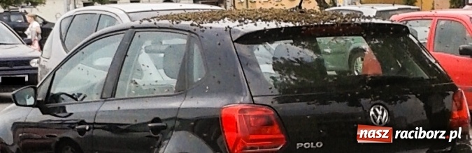 Zdjęcie w galerii na portalu naszraciborz.pl: Pszczoły polubiły raciborskie markety. Tym razem rój obsiadł auto przy E.Leclerc wiadomości z regionu