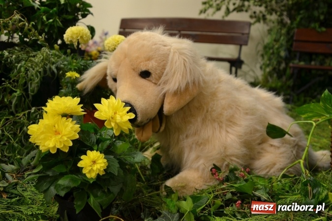 Zdjęcie w galerii na portalu naszraciborz.pl: Bukiety z kwiatów, wierszy, piosenek i życzeń dla Mamy i Taty - program rozrywkowy z okazji Dnia Matki i Ojca na zamku wiadomości z regionu