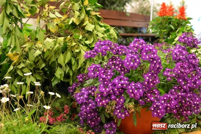 Zdjęcie w galerii na portalu naszraciborz.pl: Bukiety z kwiatów, wierszy, piosenek i życzeń dla Mamy i Taty - program rozrywkowy z okazji Dnia Matki i Ojca na zamku wiadomości z regionu