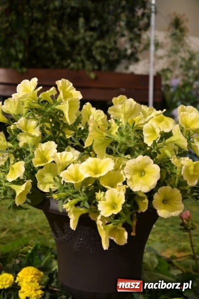 Zdjęcie w galerii na portalu naszraciborz.pl: Bukiety z kwiatów, wierszy, piosenek i życzeń dla Mamy i Taty - program rozrywkowy z okazji Dnia Matki i Ojca na zamku wiadomości z regionu