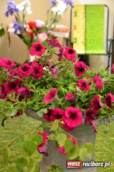 Zdjęcie w galerii na portalu naszraciborz.pl: Bukiety z kwiatów, wierszy, piosenek i życzeń dla Mamy i Taty - program rozrywkowy z okazji Dnia Matki i Ojca na zamku wiadomości z regionu