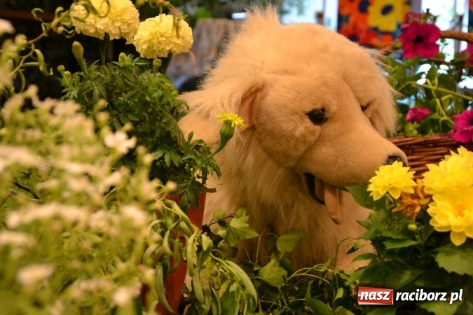 Zdjęcie w galerii na portalu naszraciborz.pl: Bukiety z kwiatów, wierszy, piosenek i życzeń dla Mamy i Taty - program rozrywkowy z okazji Dnia Matki i Ojca na zamku wiadomości z regionu