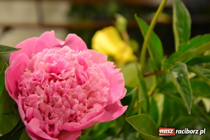 Zdjęcie w galerii na portalu naszraciborz.pl: Bukiety z kwiatów, wierszy, piosenek i życzeń dla Mamy i Taty - program rozrywkowy z okazji Dnia Matki i Ojca na zamku wiadomości z regionu