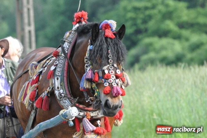 Zdjęcie w galerii na portalu naszraciborz.pl: Brzezie idzie w procesji na św. Urbana wiadomości z regionu