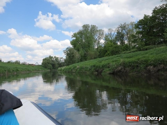 Zdjęcie w galerii na portalu naszraciborz.pl: Zbadano koryto rzeczne od Raciborza do Łubowic. Popłynie tędy tramwaj wodny wiadomości z regionu