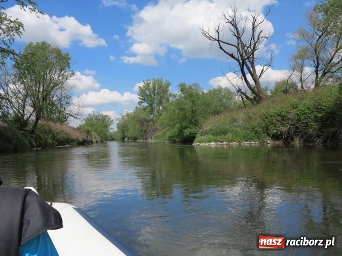 Zdjęcie w galerii na portalu naszraciborz.pl: Zbadano koryto rzeczne od Raciborza do Łubowic. Popłynie tędy tramwaj wodny wiadomości z regionu