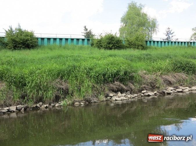 Zdjęcie w galerii na portalu naszraciborz.pl: Zbadano koryto rzeczne od Raciborza do Łubowic. Popłynie tędy tramwaj wodny wiadomości z regionu