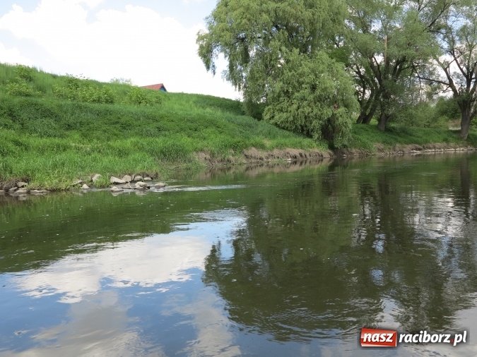 Zdjęcie w galerii na portalu naszraciborz.pl: Zbadano koryto rzeczne od Raciborza do Łubowic. Popłynie tędy tramwaj wodny wiadomości z regionu