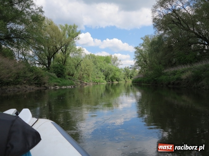 Zdjęcie w galerii na portalu naszraciborz.pl: Zbadano koryto rzeczne od Raciborza do Łubowic. Popłynie tędy tramwaj wodny wiadomości z regionu