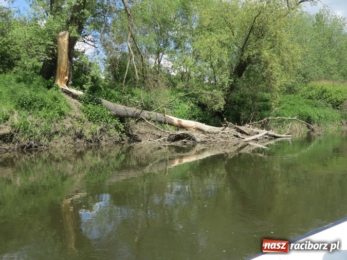 Zdjęcie w galerii na portalu naszraciborz.pl: Zbadano koryto rzeczne od Raciborza do Łubowic. Popłynie tędy tramwaj wodny wiadomości z regionu