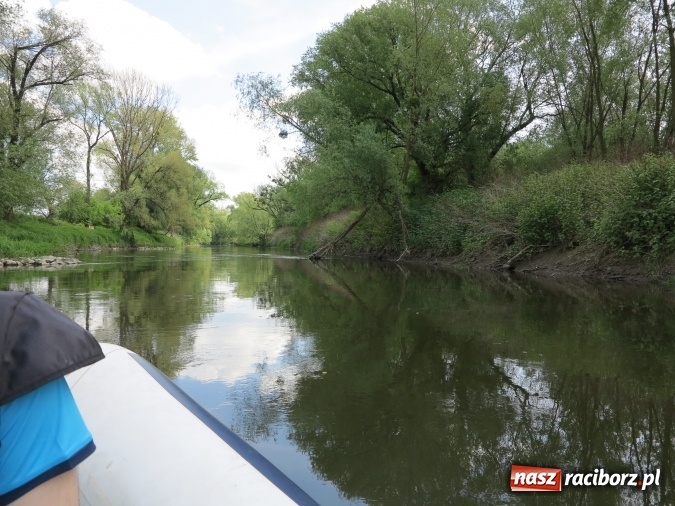 Zdjęcie w galerii na portalu naszraciborz.pl: Zbadano koryto rzeczne od Raciborza do Łubowic. Popłynie tędy tramwaj wodny wiadomości z regionu