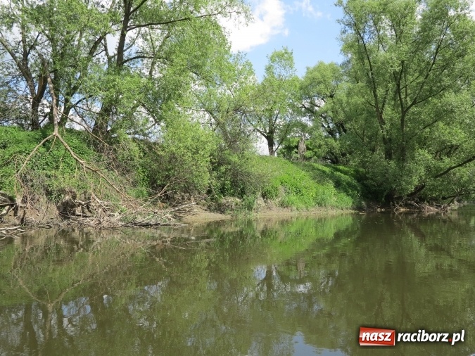 Zdjęcie w galerii na portalu naszraciborz.pl: Zbadano koryto rzeczne od Raciborza do Łubowic. Popłynie tędy tramwaj wodny wiadomości z regionu