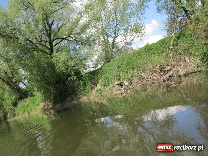 Zdjęcie w galerii na portalu naszraciborz.pl: Zbadano koryto rzeczne od Raciborza do Łubowic. Popłynie tędy tramwaj wodny wiadomości z regionu