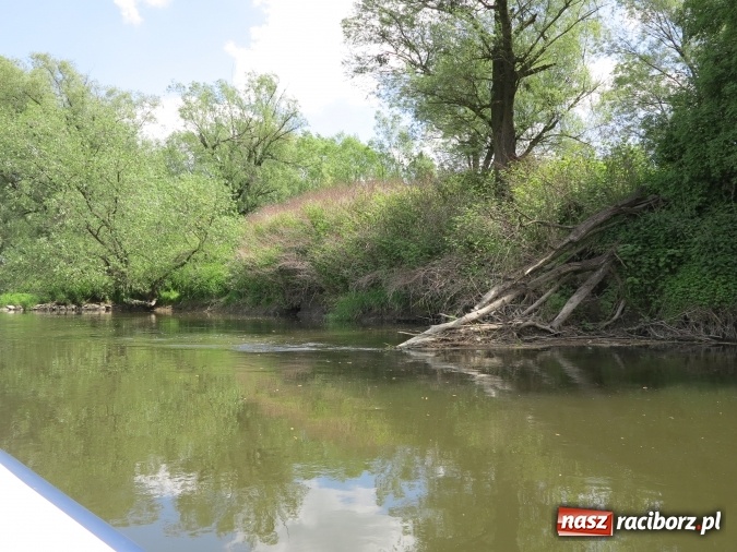 Zdjęcie w galerii na portalu naszraciborz.pl: Zbadano koryto rzeczne od Raciborza do Łubowic. Popłynie tędy tramwaj wodny wiadomości z regionu