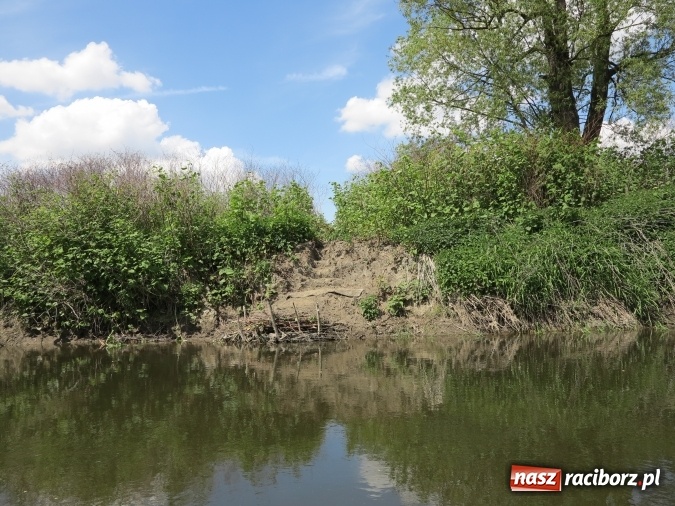 Zdjęcie w galerii na portalu naszraciborz.pl: Zbadano koryto rzeczne od Raciborza do Łubowic. Popłynie tędy tramwaj wodny wiadomości z regionu