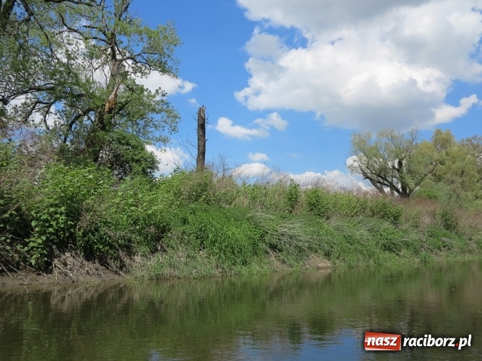 Zdjęcie w galerii na portalu naszraciborz.pl: Zbadano koryto rzeczne od Raciborza do Łubowic. Popłynie tędy tramwaj wodny wiadomości z regionu