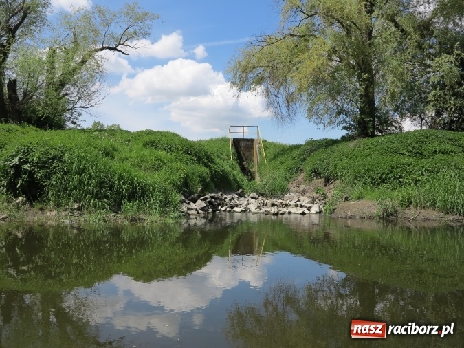 Zdjęcie w galerii na portalu naszraciborz.pl: Zbadano koryto rzeczne od Raciborza do Łubowic. Popłynie tędy tramwaj wodny wiadomości z regionu