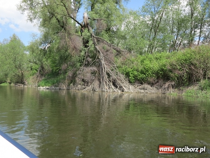 Zdjęcie w galerii na portalu naszraciborz.pl: Zbadano koryto rzeczne od Raciborza do Łubowic. Popłynie tędy tramwaj wodny wiadomości z regionu