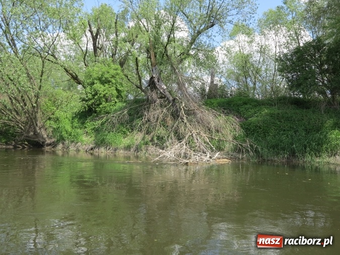 Zdjęcie w galerii na portalu naszraciborz.pl: Zbadano koryto rzeczne od Raciborza do Łubowic. Popłynie tędy tramwaj wodny wiadomości z regionu
