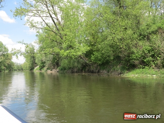 Zdjęcie w galerii na portalu naszraciborz.pl: Zbadano koryto rzeczne od Raciborza do Łubowic. Popłynie tędy tramwaj wodny wiadomości z regionu