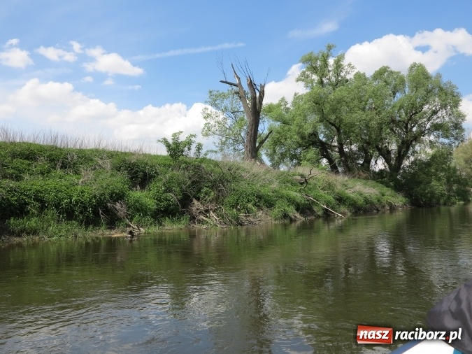 Zdjęcie w galerii na portalu naszraciborz.pl: Zbadano koryto rzeczne od Raciborza do Łubowic. Popłynie tędy tramwaj wodny wiadomości z regionu