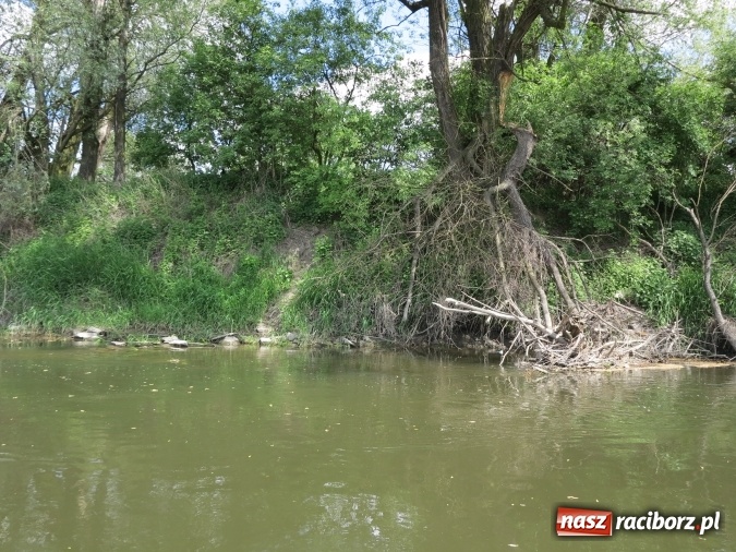 Zdjęcie w galerii na portalu naszraciborz.pl: Zbadano koryto rzeczne od Raciborza do Łubowic. Popłynie tędy tramwaj wodny wiadomości z regionu