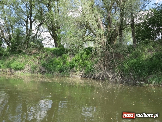 Zdjęcie w galerii na portalu naszraciborz.pl: Zbadano koryto rzeczne od Raciborza do Łubowic. Popłynie tędy tramwaj wodny wiadomości z regionu