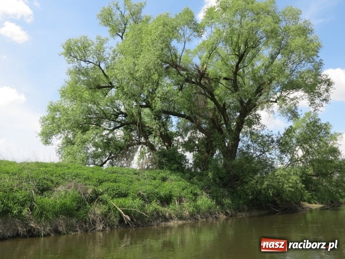 Zdjęcie w galerii na portalu naszraciborz.pl: Zbadano koryto rzeczne od Raciborza do Łubowic. Popłynie tędy tramwaj wodny wiadomości z regionu