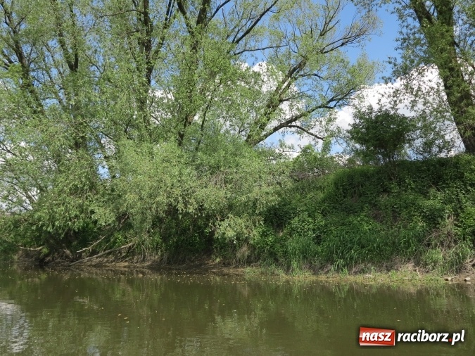 Zdjęcie w galerii na portalu naszraciborz.pl: Zbadano koryto rzeczne od Raciborza do Łubowic. Popłynie tędy tramwaj wodny wiadomości z regionu