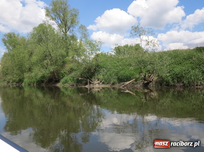 Zdjęcie w galerii na portalu naszraciborz.pl: Zbadano koryto rzeczne od Raciborza do Łubowic. Popłynie tędy tramwaj wodny wiadomości z regionu