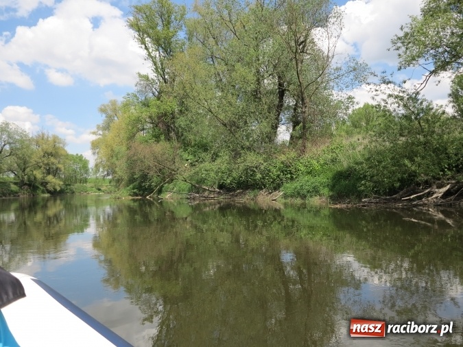 Zdjęcie w galerii na portalu naszraciborz.pl: Zbadano koryto rzeczne od Raciborza do Łubowic. Popłynie tędy tramwaj wodny wiadomości z regionu