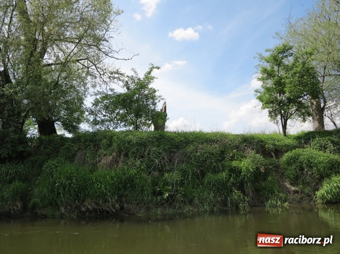 Zdjęcie w galerii na portalu naszraciborz.pl: Zbadano koryto rzeczne od Raciborza do Łubowic. Popłynie tędy tramwaj wodny wiadomości z regionu