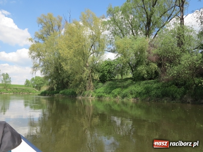 Zdjęcie w galerii na portalu naszraciborz.pl: Zbadano koryto rzeczne od Raciborza do Łubowic. Popłynie tędy tramwaj wodny wiadomości z regionu