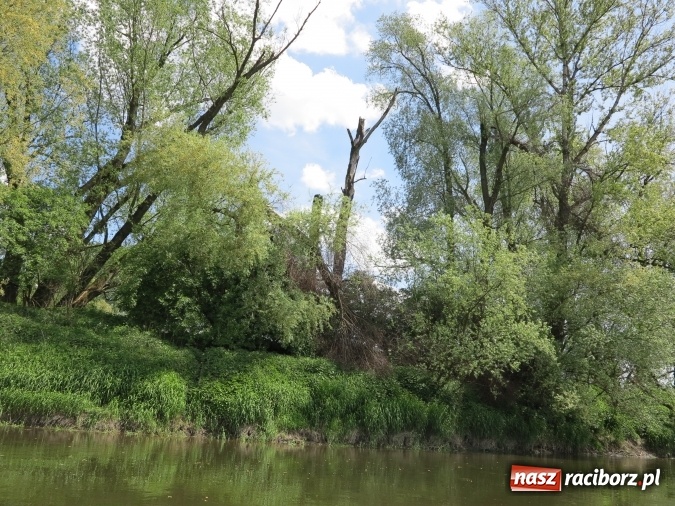 Zdjęcie w galerii na portalu naszraciborz.pl: Zbadano koryto rzeczne od Raciborza do Łubowic. Popłynie tędy tramwaj wodny wiadomości z regionu