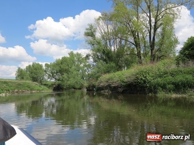 Zdjęcie w galerii na portalu naszraciborz.pl: Zbadano koryto rzeczne od Raciborza do Łubowic. Popłynie tędy tramwaj wodny wiadomości z regionu