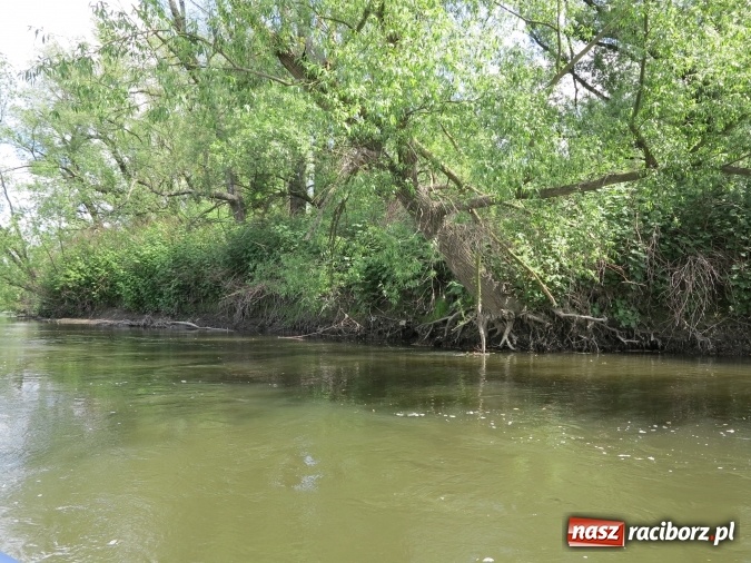 Zdjęcie w galerii na portalu naszraciborz.pl: Zbadano koryto rzeczne od Raciborza do Łubowic. Popłynie tędy tramwaj wodny wiadomości z regionu