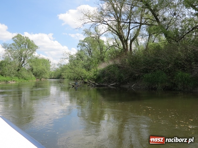 Zdjęcie w galerii na portalu naszraciborz.pl: Zbadano koryto rzeczne od Raciborza do Łubowic. Popłynie tędy tramwaj wodny wiadomości z regionu